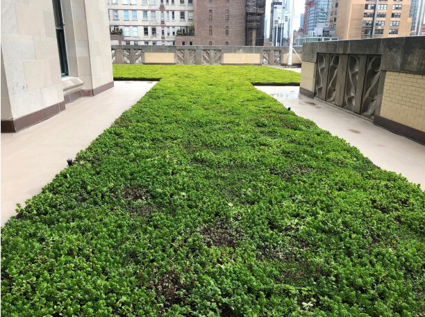 Vegetated roof on a balcony of a building.
